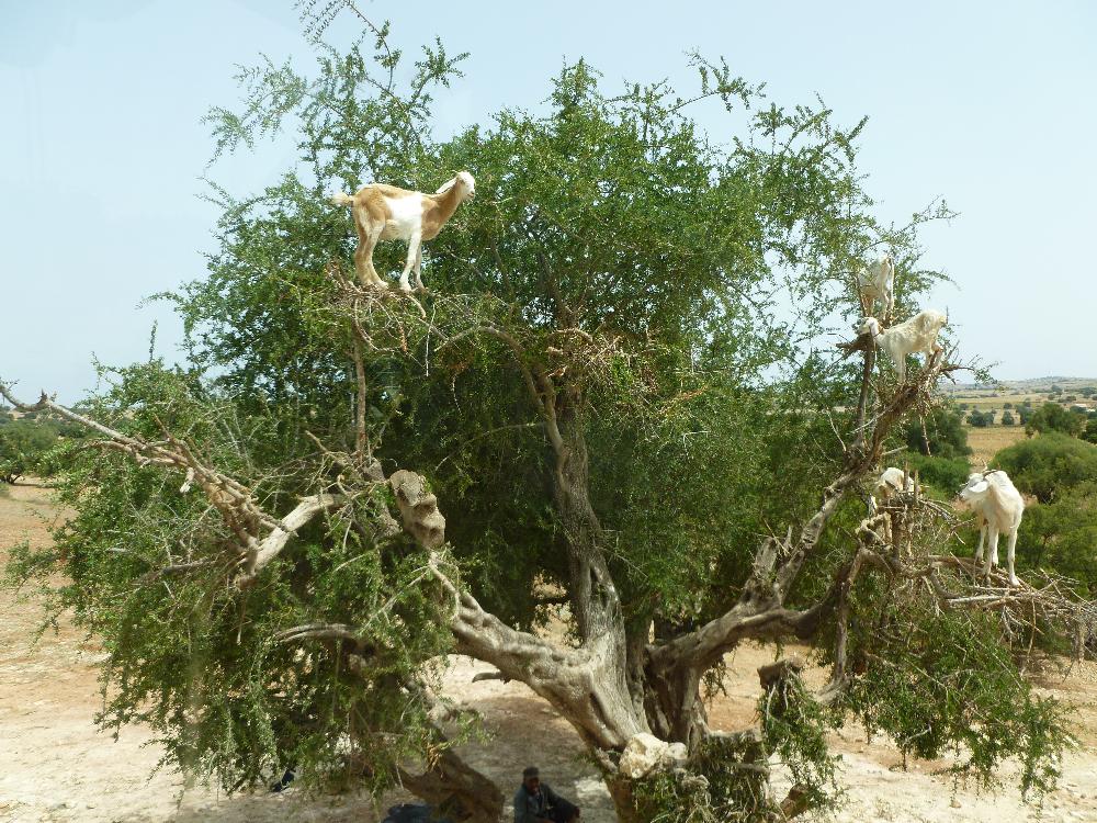 Morocco goats