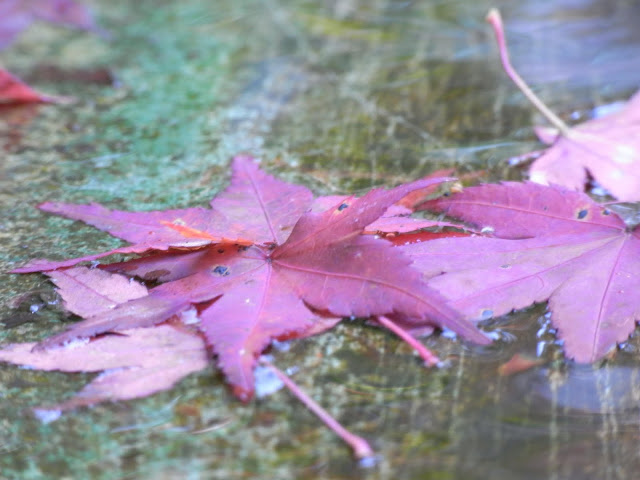Hirakata leaves