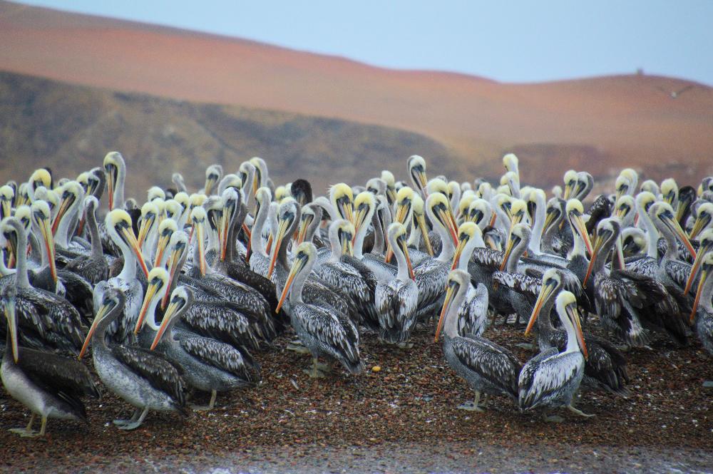 Peru pelicans